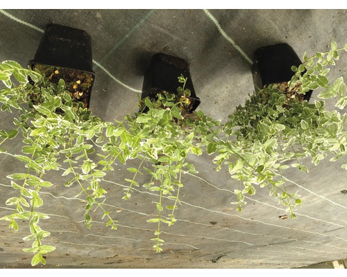 Tre krypbenvedplantor i krukor, redo att planteras i trädgården.