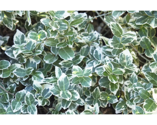 Bilden visar en benvedsväxt.