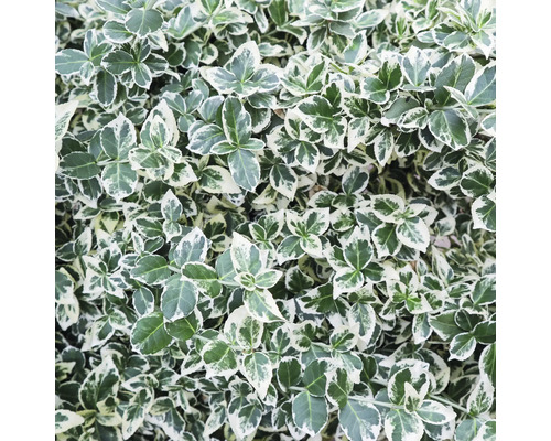 Städsegrön benved med grönvita blad