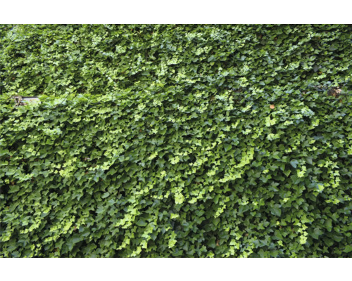 Vägg täckt med murgröna