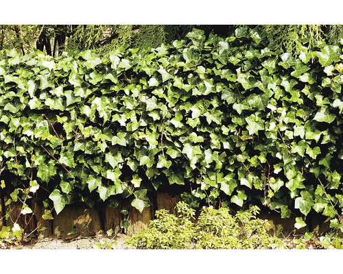 Murgröns häck som trädgårdselement