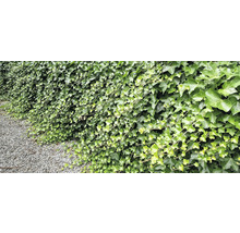 Tät murgrönsvegetation som naturlig trädgårdsdesign
