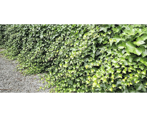 Tät murgrönsvegetation som naturlig trädgårdsdesign