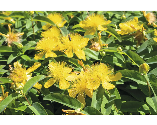 Johannesörtväxt med gula blommor och gröna blad