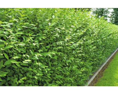 Bilden visar en tät, grön häck.