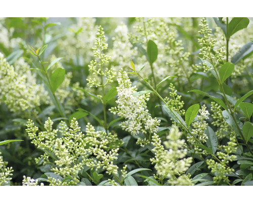 Blommande ligusterhäck i detalj