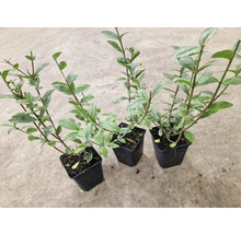 Tre ligusterplantor i krukor