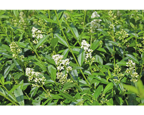 Häckväxt med gröna blad och vita blommor