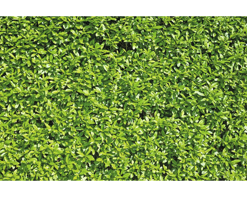 Närbild av en häck med gröna blad