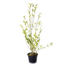 Ligusterplanta i kruka