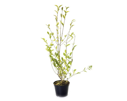 Ligusterplanta i kruka