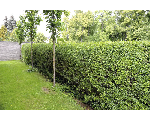 Trädgård med klippt häck och unga träd
