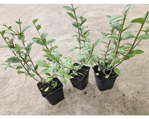 Tre ligusterplantor i krukor