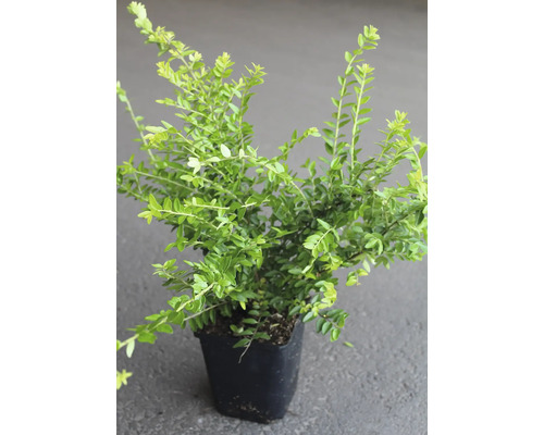 På bilden visas en ligusterplanta i en kruka.