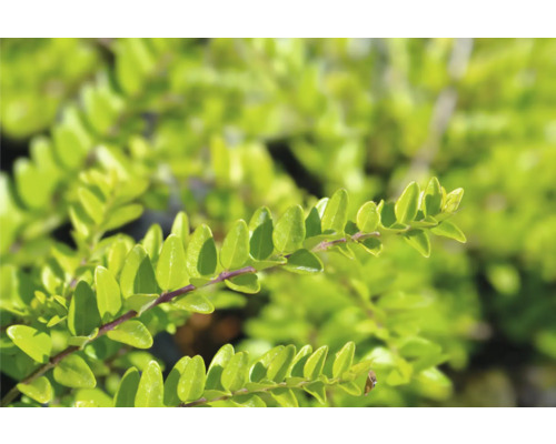 Bilden visar en krypoxbär med sina karakteristiska små blad.