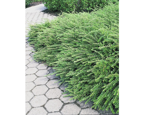 I trädgården växer en grön krypoxbär bredvid en gångväg av betongsten.