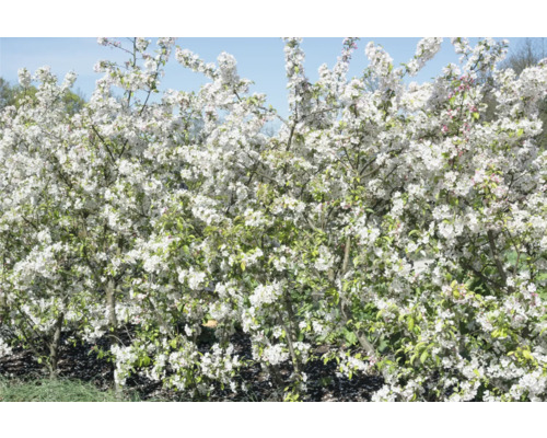 Bukettapel OMNIA GARDEN Malus toringo var. Sargentii 20-40cm 20-pack