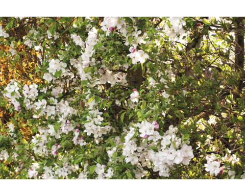 Äppelträd med vita blommor och gröna blad.
