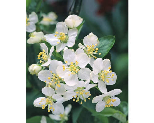 Blomställning med vita häggmispelblommor