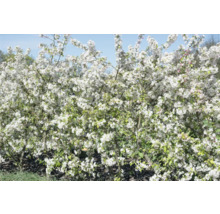 Blommande prydnadsapelträdgård