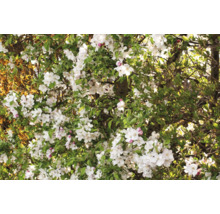 Blommande prydnadsapelträd med vita blommor