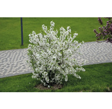 Blommande prydnadsapelträd i trädgården