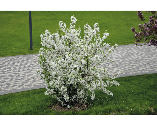 Blommande prydnadsapelträd i trädgården