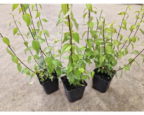 Tre krukväxter med gröna blad och mörka stjälkar.