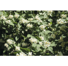 Närbild av en jasminbuske med vita blommor och gröna blad