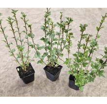 Måbär OMNIA GARDEN Ribes alpinum Schmidt 20-40cm 20-pack