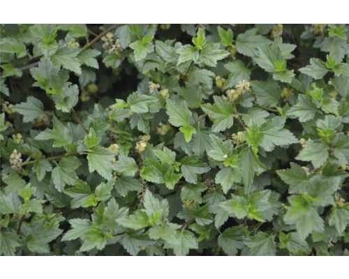 Närbild av vinbärsbuske med blad