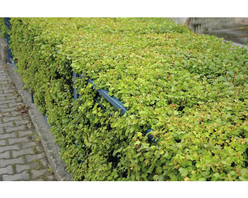 Tät grön häck över ett staket