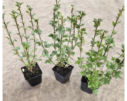 Tre vinbärsplantor i krukor