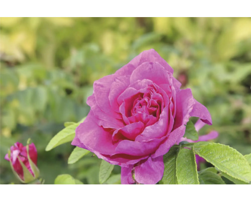 Närbild av en öppen, rosa ros