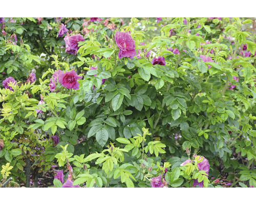 Ros i trädgårdsrabatt med gröna blad och violetta blommor.