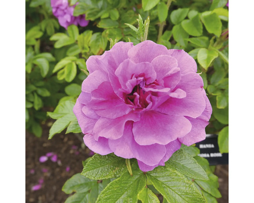 Närbild av ett nyponros med blommor