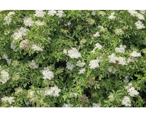 Fläder OMNIA GARDEN Sambucus nigra 20-40cm 20-pack