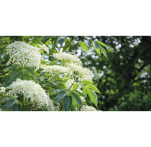 Blommande fläderbuske med vita blommor och gröna blad.