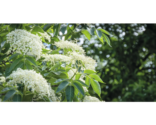 Blommande fläderbuske med vita blommor och gröna blad.