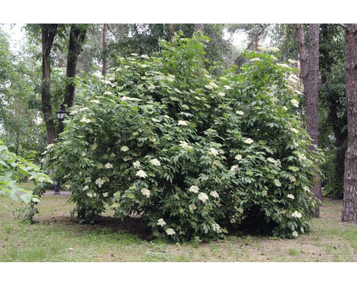 Blommande fläderbuske i trädgården