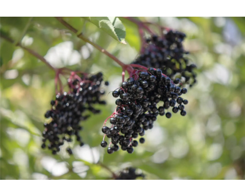 Fläderbär på grenen