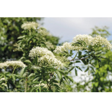 Fläderblommor med blad på en solig dag