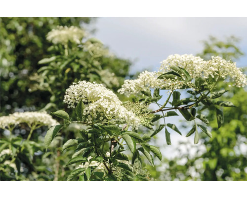 Fläderblommor med blad på en solig dag