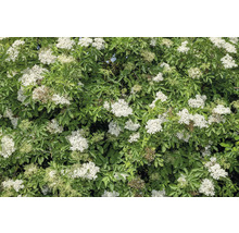 Blommande fläderbuske med vita blommor