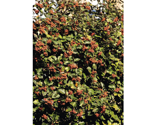 Buske med gröna blad och röda bär