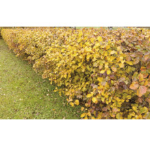 Oxel OMNIA GARDEN Sorbus intermedia E 100-pack