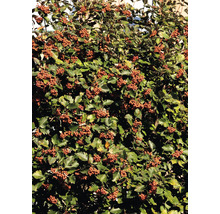 Oxel OMNIA GARDEN Sorbus intermedia E 100-pack