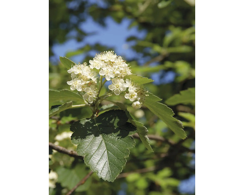 Blomställning och blad av en rönn