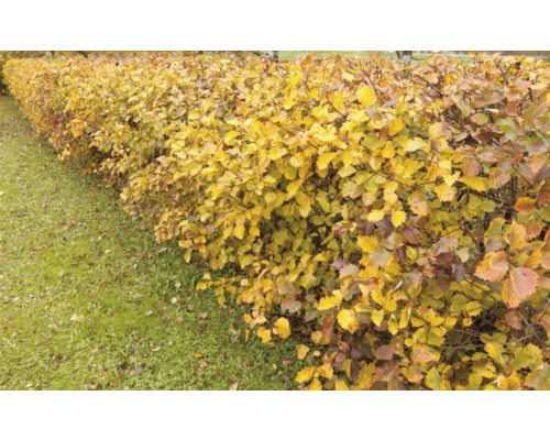 Häck med gula löv i trädgården