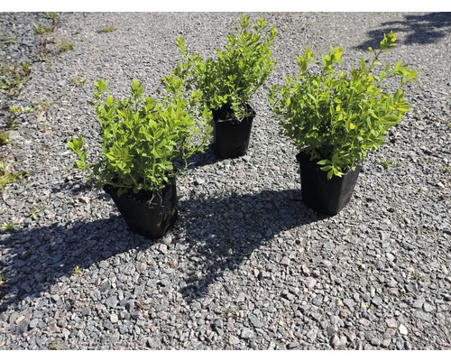 Tre spirea i kruka på grusmark.